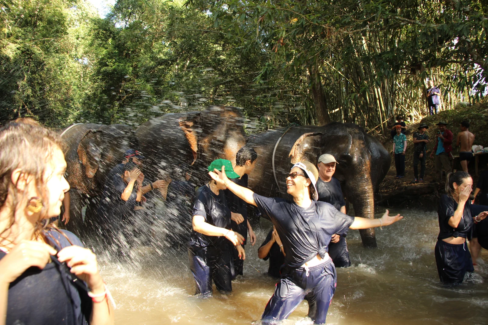 CHIANG MAI ELEFANTE -165