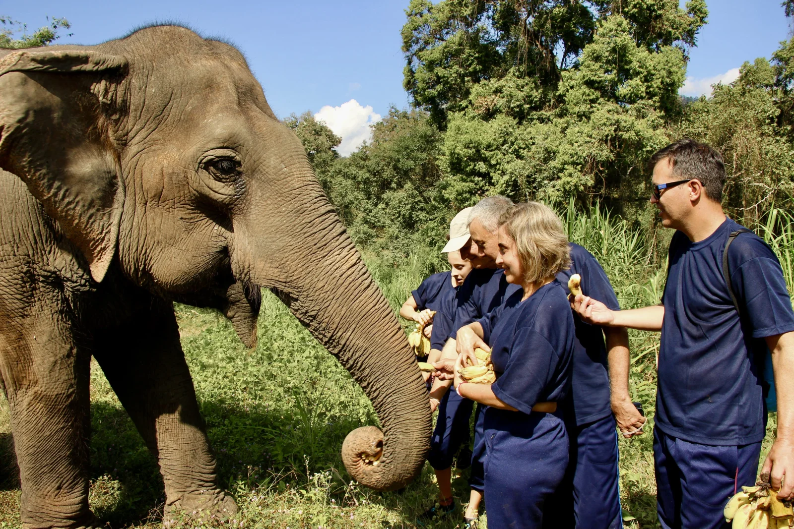 CHIANG MAI ELEFANTE1