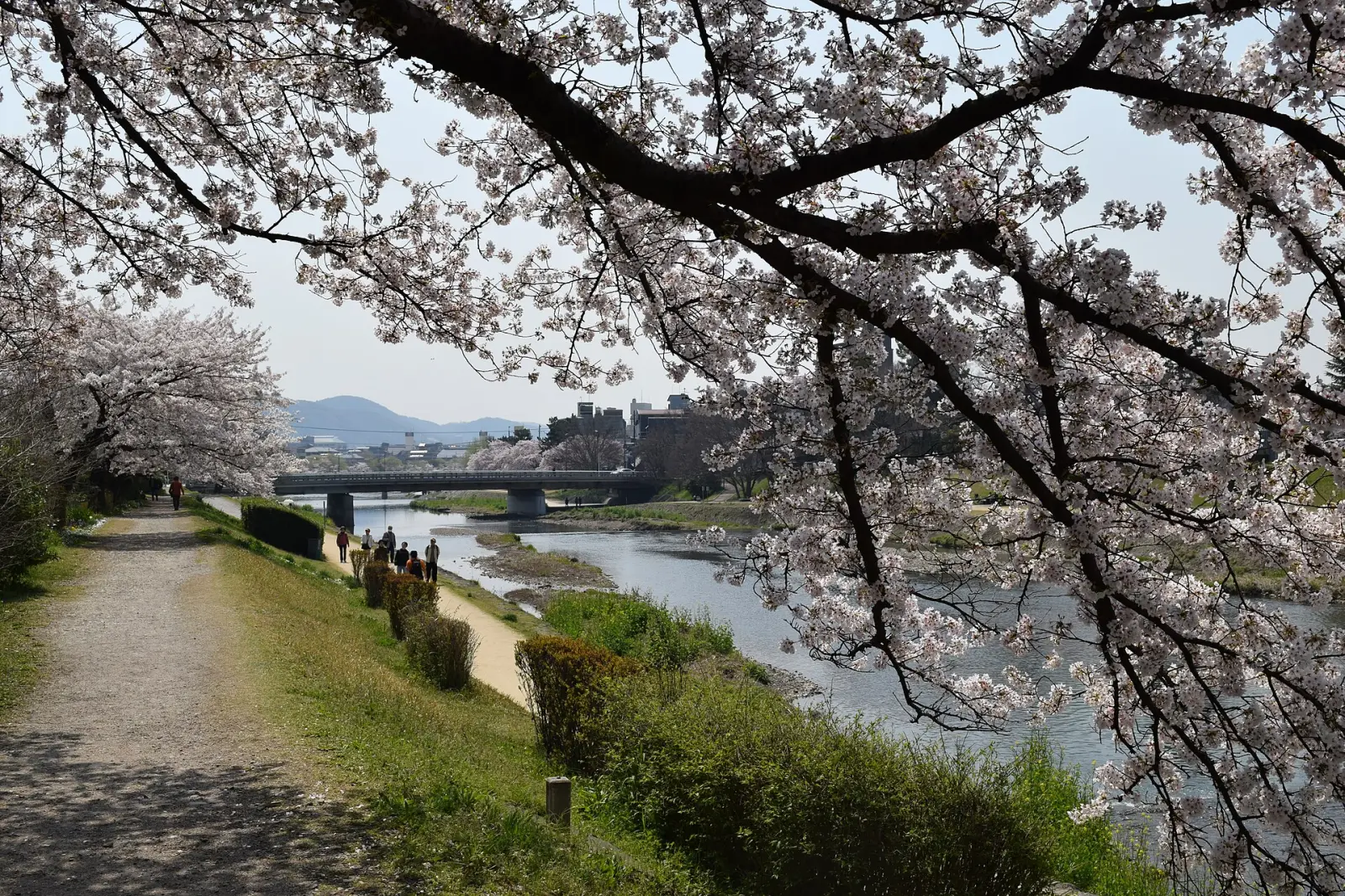 Cerejeiras em flor no Japão
