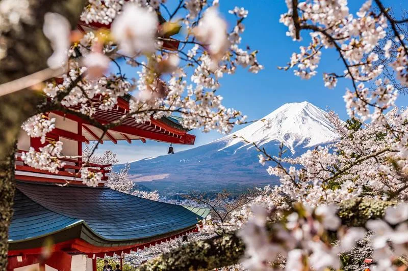 O pagode Chureito e o monte Fuji entre cerejeiras em flor