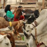 Blog Viagem Para Índia As Vacas e Costumes Indianos