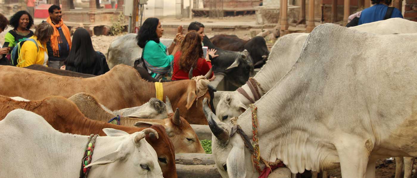 Blog Viagem Para Índia As Vacas e Costumes Indianos