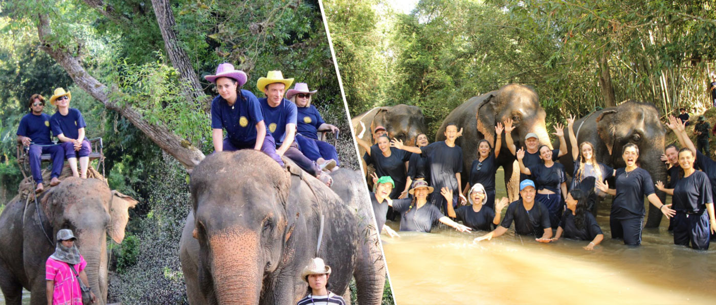 Elephant Training Chiang Mai